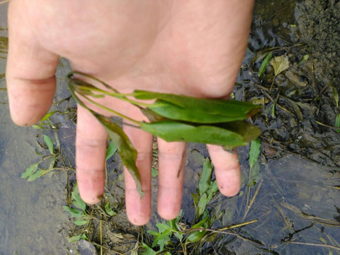 沉水植物蓼叶眼子菜